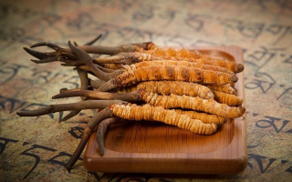 冬蟲夏草鮮草會上火嗎？科學(xué)解讀其食用特性