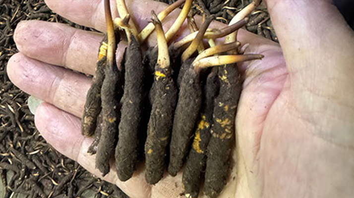 尋草之旅：踏上尋找<a href=http://m.cyts-zx.com/xinxian/ target=_blank class=infotextkey>新<a href=http://m.cyts-zx.com/xinxian/ target=_blank class=infotextkey>鮮冬蟲夏草</a></a>的征程