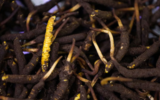 吃新鮮冬蟲(chóng)夏草會(huì)過(guò)敏嗎？一文為你揭秘