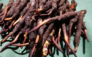 新鮮冬蟲夏草哪里買？全渠道選購指南