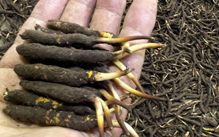 冬蟲夏草菇鮮能凍嗎？冷凍保存全解析