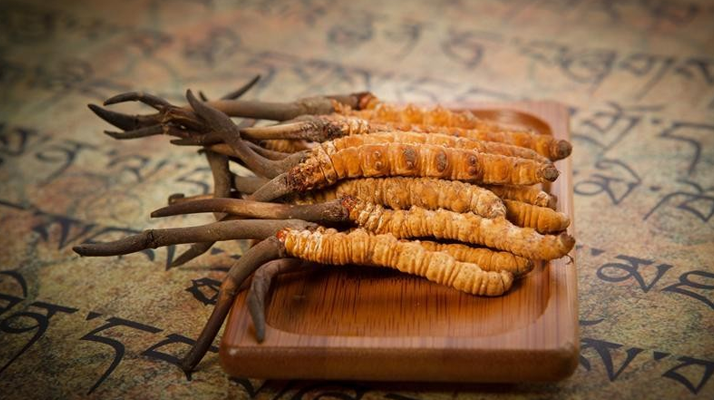 探秘冬蟲夏草鮮草的獨(dú)特模樣