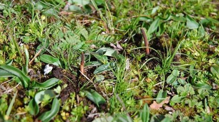 冬蟲夏草鮮草的 “限時(shí)登場(chǎng)”