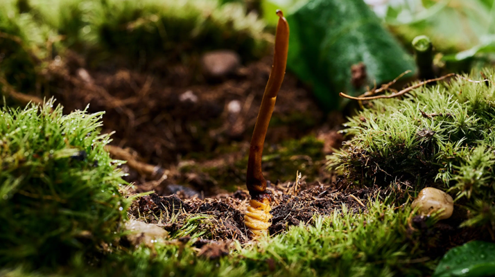 探秘那曲純野生<a href=http://m.cyts-zx.com/xinxian/ target=_blank class=infotextkey>新<a href=http://m.cyts-zx.com/xinxian/ target=_blank class=infotextkey>鮮冬蟲夏草</a></a>