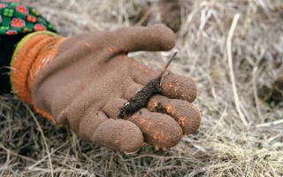 那曲鮮草上市時間揭秘