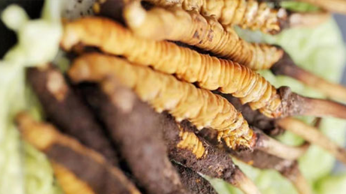 一文讀懂:鮮<a href=http://m.cyts-zx.com/jiage/ target=_blank class=infotextkey>冬蟲(chóng)夏草價(jià)格</a>揭秘