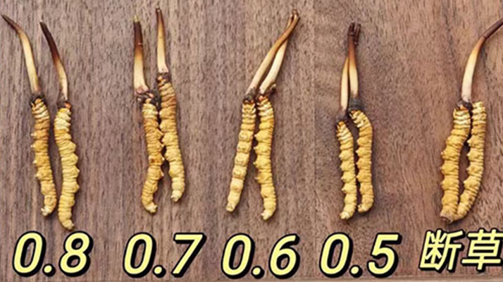 鮮冬蟲夏草燉雞湯:一鍋匯聚健康的滋補(bǔ)珍品