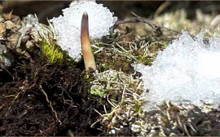 鮮冬蟲夏草燉湯多久能吃？科學(xué)燉煮時(shí)間全解析