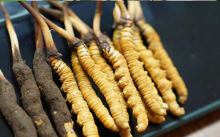 鮮冬蟲夏草什么季節(jié)最好？滋補時機大揭秘