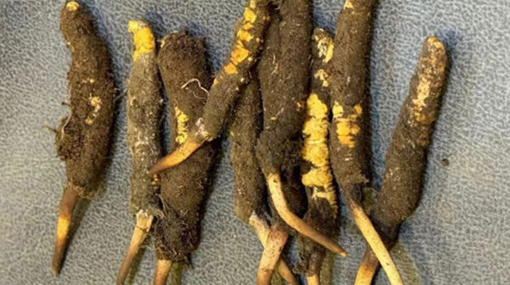 野生冬蟲夏草一斤多少錢？多維度價格解析