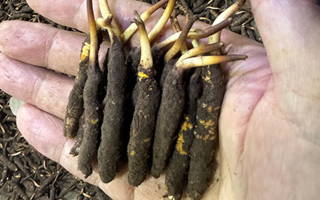 3000 條蟲草一克是幾只？深入解析蟲草規(guī)格與重量關(guān)系? ? ? ?