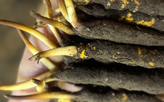 蟲草怎么存放比較好？科學(xué)保存指南