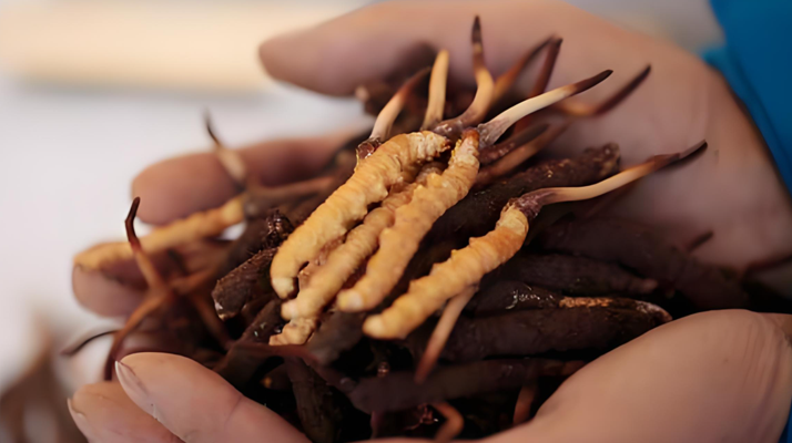 新鮮蟲(chóng)草單根價(jià)格探秘