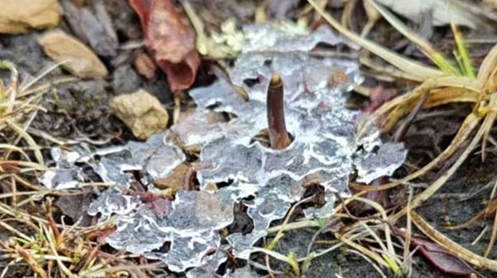 冬蟲夏草的冬季真容:冰封下的生命蟄伏