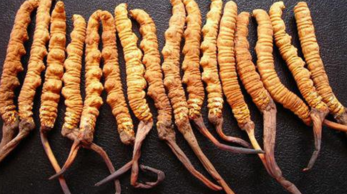 干<a href=http://m.cyts-zx.com/jiage/ target=_blank class=infotextkey>冬蟲夏草多少錢</a>一斤？一文解析其價(jià)格密碼