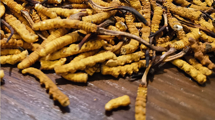 斷的冬蟲夏草有效果嗎？一文揭開真相