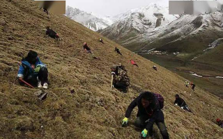 冬蟲夏草都是野生的嗎？探尋其生長(zhǎng)的奧秘