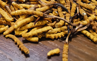 斷的冬蟲夏草有效果嗎？一文揭開真相