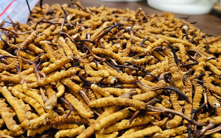 冬蟲(chóng)夏草泡水喝功效