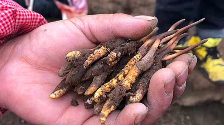 冬蟲夏草每公斤價格解析