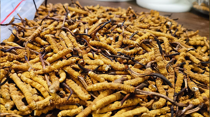 冬蟲夏草的潛在副作用：滋補(bǔ)背后的健康風(fēng)險(xiǎn)