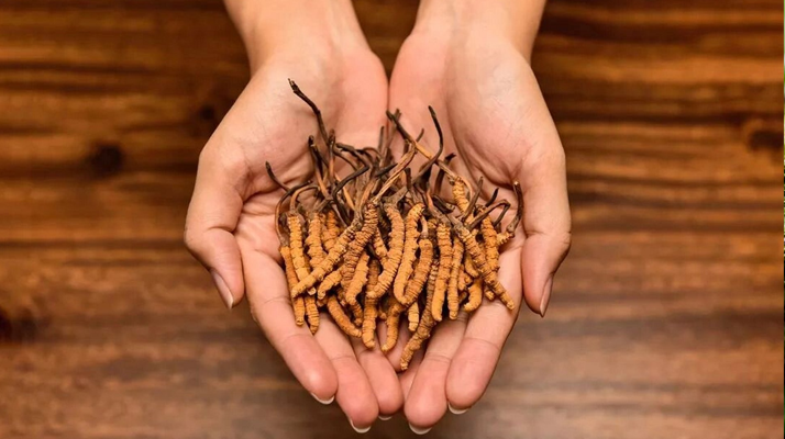 冬蟲夏草怎么食用效果好？掌握這些方法發(fā)揮最大功效