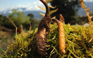 如何挑選新鮮冬蟲夏草？掌握這幾個關(guān)鍵要點(diǎn)