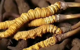 生嚼鮮冬蟲(chóng)夏草能吃嗎？科學(xué)解析食用方式