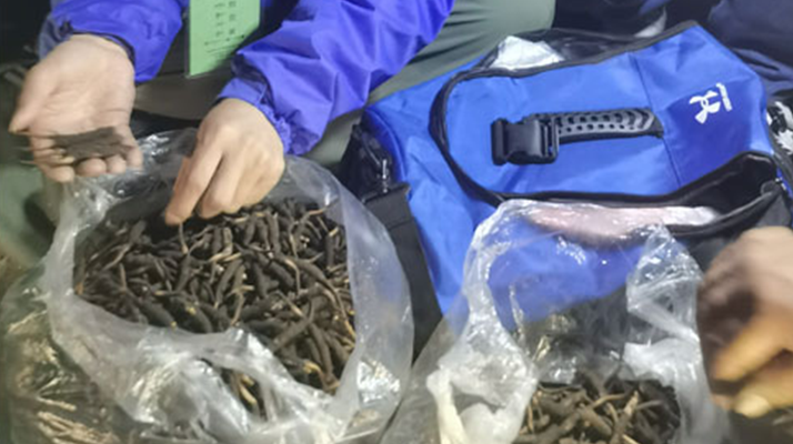 <a href=http://m.cyts-zx.com/xinxian/ target=_blank class=infotextkey>新<a href=http://m.cyts-zx.com/xinxian/ target=_blank class=infotextkey>鮮冬蟲(chóng)夏草</a></a>的正確食用指南