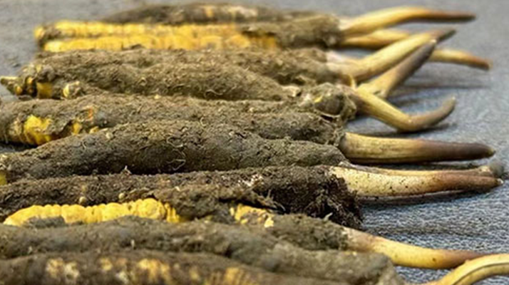 冬蟲夏草價(jià)格探秘：多因素交織下的市場行情