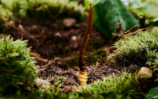 新鮮好的冬蟲夏草怎么吃？解鎖營養(yǎng)滋補(bǔ)新方式?