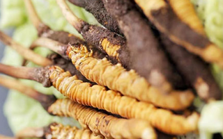 冬蟲(chóng)夏草適合產(chǎn)后婦女嗎？科學(xué)滋補(bǔ)與恢復(fù)指南