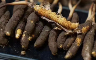 冬蟲夏草適合哪些人群？精準滋補指南