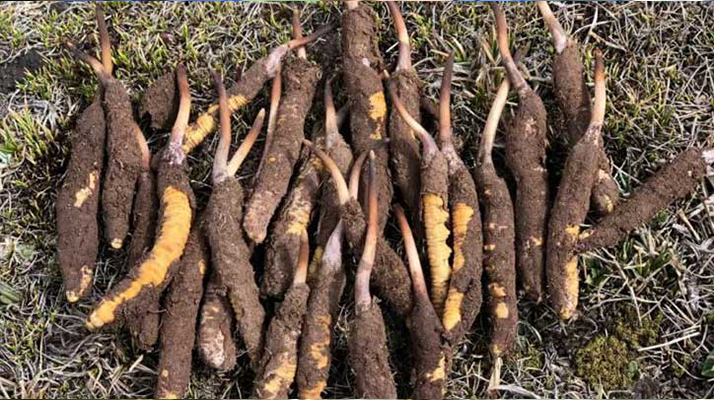 冬蟲夏草價格解析:探尋珍稀滋補品的價值密碼