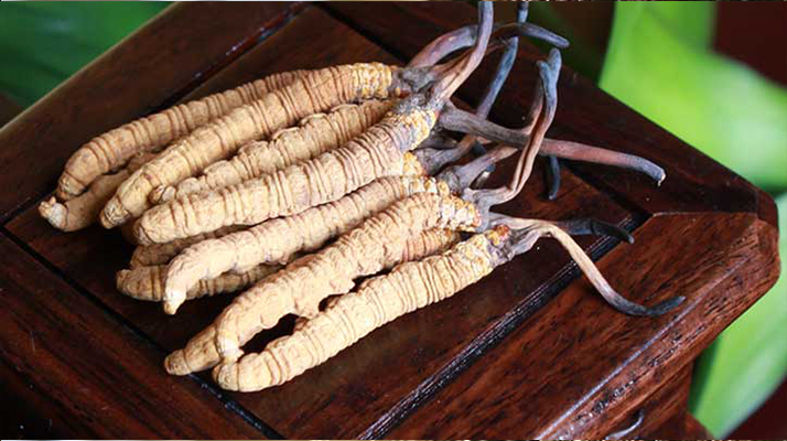 冬蟲(chóng)夏草與孩子:科學(xué)看待兒童滋補(bǔ)的正確方式