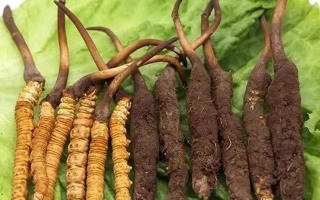新鮮冬蟲(chóng)夏草的正確食用指南：解鎖自然珍品的營(yíng)養(yǎng)密碼