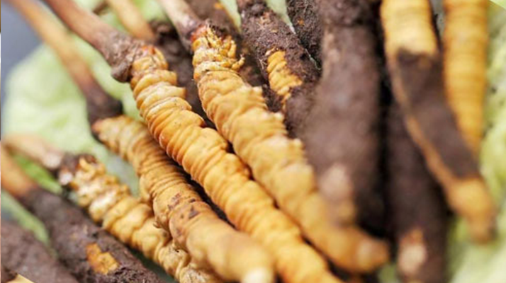 水煮<a href=http://m.cyts-zx.com/xinxian/ target=_blank class=infotextkey>鮮冬蟲夏草</a>的最佳方法：鎖住營(yíng)養(yǎng)的科學(xué)烹煮指南