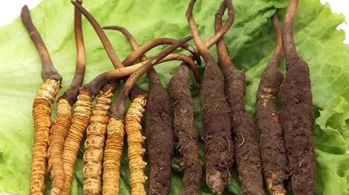 真空鎖鮮:<a href=http://m.cyts-zx.com/xinxian/ target=_blank class=infotextkey>新<a href=http://m.cyts-zx.com/xinxian/ target=_blank class=infotextkey>鮮冬蟲夏草</a></a>的科學(xué)保存方法