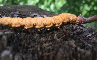 冬蟲夏草泡酒時(shí)長(zhǎng)指南：靜待藥效沉淀的科學(xué)