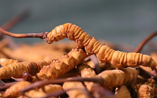 冬蟲夏草泡湯指南：鎖住營養(yǎng)的滋補秘訣