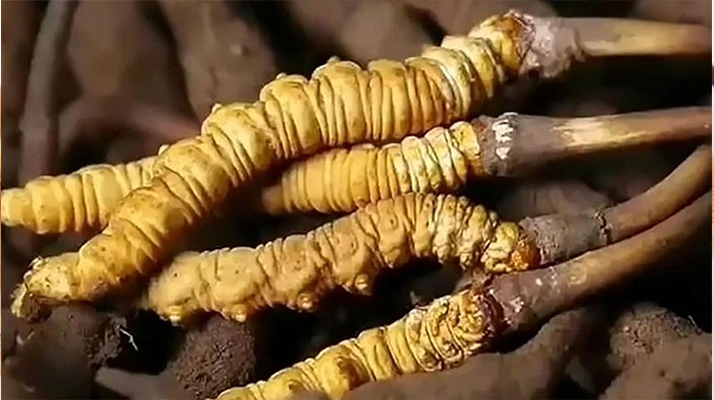 吃了冬蟲夏草有什么好處？全方位滋補價值解析