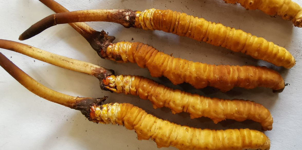 冬蟲夏草燉鮮鮑排骨湯：秋冬滋補的養(yǎng)生佳品