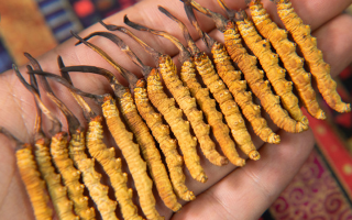 3 歲寶寶能喝冬蟲夏草嗎？?jī)嚎漆t(yī)生的專業(yè)解答