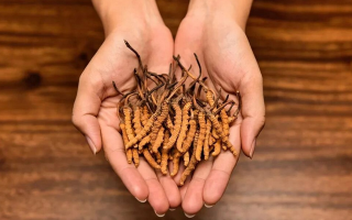 冬蟲夏草燉什么瘦肉好