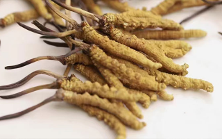 賣(mài)冬蟲(chóng)夏草的地方哪里有？全面解析購(gòu)買(mǎi)渠道與選購(gòu)策略