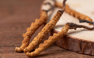 吃冬蟲夏草的好處有哪些？科學(xué)解讀這株"雪山黃金"的養(yǎng)生價值