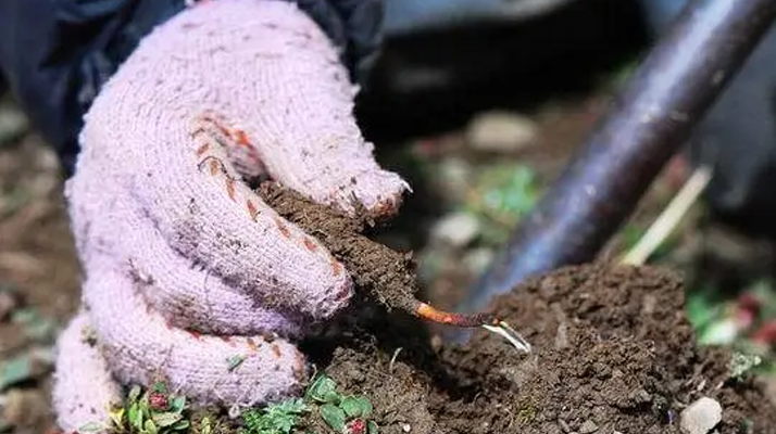 冬蟲(chóng)夏草幾月采摘最好