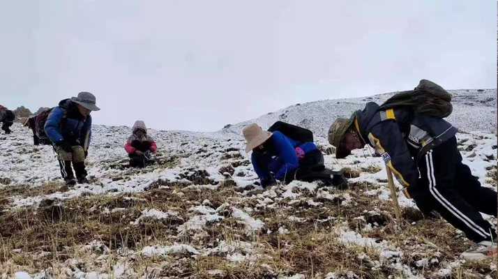 冬蟲(chóng)夏草核心產(chǎn)區(qū)行情