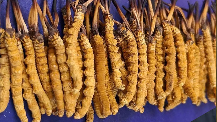 那曲新鮮<a href=http://m.cyts-zx.com/jianbie/ target=_blank class=infotextkey>冬蟲夏草鑒別</a>