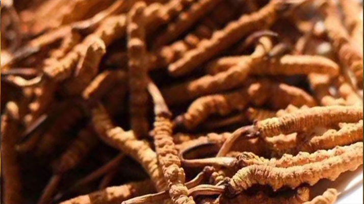 野生<a href=http://m.cyts-zx.com/jiage/ target=_blank class=infotextkey>冬蟲(chóng)夏草多少錢(qián)</a>一克